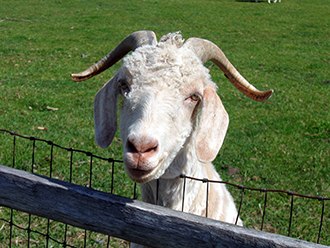 closeup of a goat